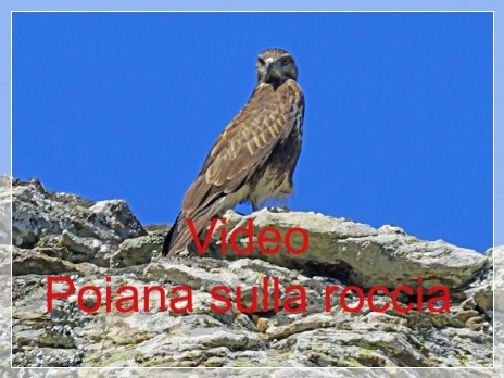 Vai al capitolo VIDEO POIANA SULLA ROCCIA  Go to section VIDEO POIANA SULLA ROCCIA