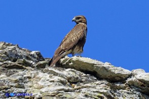 Poiana su una roccia sui Monti del Gennargentu