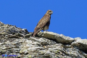 Poiana su una roccia sui Monti del Gennargentu