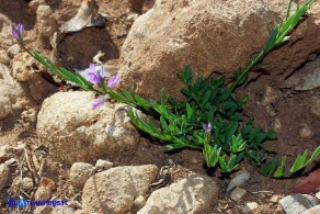 Polygala sardoa (Poligala di Sardegna)