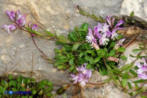 Polygala sardoa (Poligala di Sardegna)