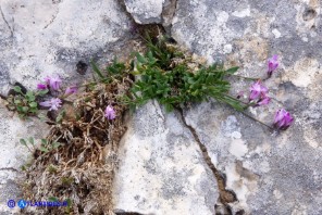 Polygala sardoa (Poligala di Sardegna)