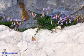 Polygala sardoa (Poligala di Sardegna)
