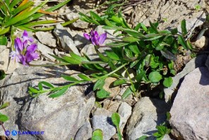 Polygala sardoa (Poligala di Sardegna)