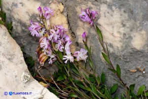 Polygala sardoa (Poligala di Sardegna)