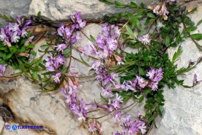 Polygala sardoa (Poligala di Sardegna)