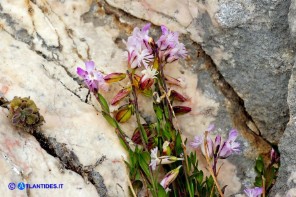 Polygala sardoa (Poligala di Sardegna)