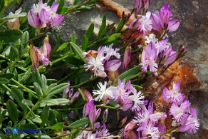 Polygala sardoa (Poligala di Sardegna)