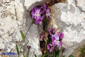 Polygala sardoa (Poligala di Sardegna)