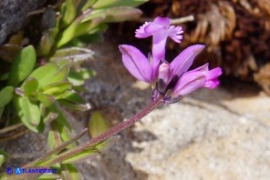 Polygala sardoa (Poligala di Sardegna)