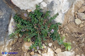 Polygala saxatilis (Poligala delle pietraie)