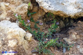 Polygala saxatilis (Poligala delle pietraie)