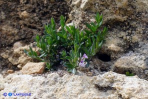 Polygala saxatilis (Poligala delle pietraie)
