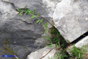 Polygala saxatilis (Poligala delle pietraie)