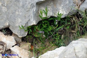Polygala saxatilis (Poligala delle pietraie)