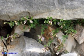 Polygala saxatilis (Poligala delle pietraie)