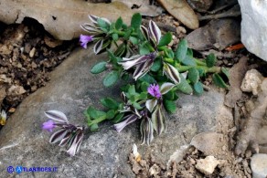 Polygala saxatilis (Poligala delle pietraie)
