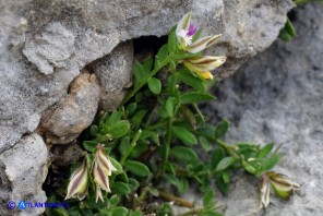Polygala saxatilis (Poligala delle pietraie)