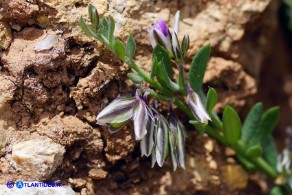 Polygala saxatilis (Poligala delle pietraie)