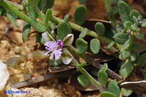 Polygala saxatilis (Poligala delle pietraie)