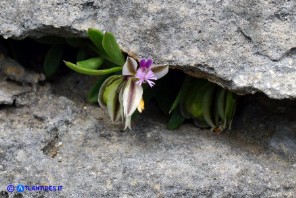 Polygala saxatilis (Poligala delle pietraie)