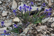 Polygala vulgaris subsp. vulgaris (Poligala comune)