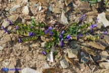 Polygala vulgaris subsp. vulgaris (Poligala comune)