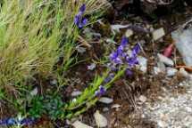 Polygala vulgaris subsp. vulgaris (Poligala comune)