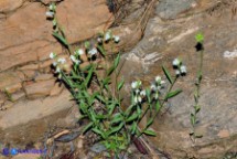 Polygala vulgaris subsp. vulgaris (Poligala comune)