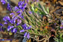 Polygala vulgaris subsp. vulgaris (Poligala comune)