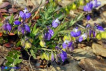 Polygala vulgaris subsp. vulgaris (Poligala comune)