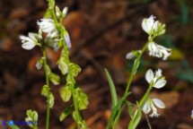 Polygala vulgaris subsp. vulgaris (Poligala comune)