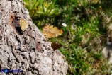 Polygonia c-album (Vanessa c-bianco)