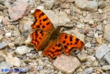 Polygonia c-album (Vanessa c-bianco)