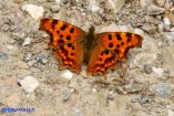 Polygonia c-album (Vanessa c-bianco)