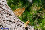 Polygonia c-album (Vanessa c-bianco)