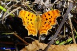 Polygonia c-album (Vanessa c-bianco)