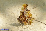 Polygonia c-album (Vanessa c-bianco)