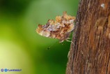 Polygonia c-album (Vanessa c-bianco)