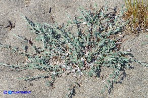 Polygonum maritimum (Poligono marittimo)