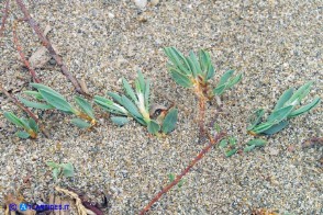 Polygonum maritimum (Poligono marittimo)