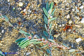Polygonum maritimum (Poligono marittimo)