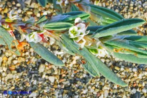 Polygonum maritimum (Poligono marittimo)
