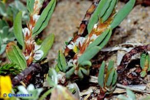 Polygonum maritimum (Poligono marittimo)