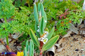Polygonum maritimum (Poligono marittimo)