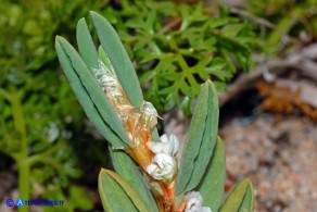 Polygonum maritimum (Poligono marittimo)
