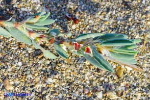 Polygonum maritimum (Poligono marittimo) con gli acheni ben visibili