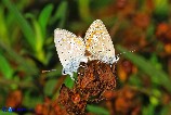 Polyommatus icarus (Argo blu) maschio a sn, femmina a dx