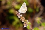 Polyommatus icarus (Argo blu)