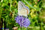 Polyommatus icarus (Argo blu) maschio